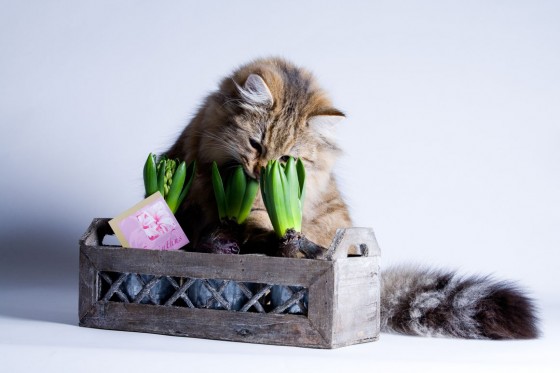 Mačka gricka biljku