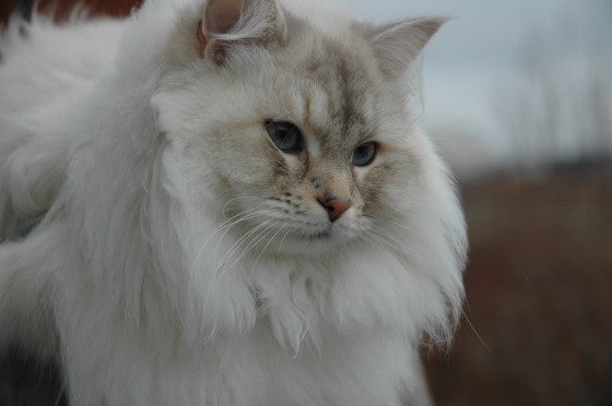 Sibirska Mačka