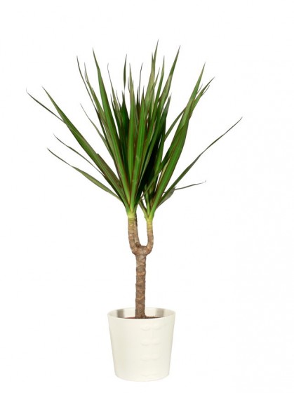 Dracena