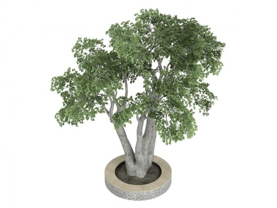 Ficus benjamina