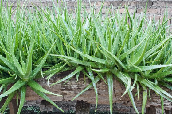 Aloe Vera