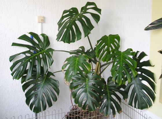 Monstera