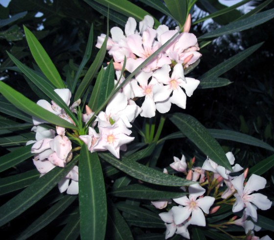 Oleander