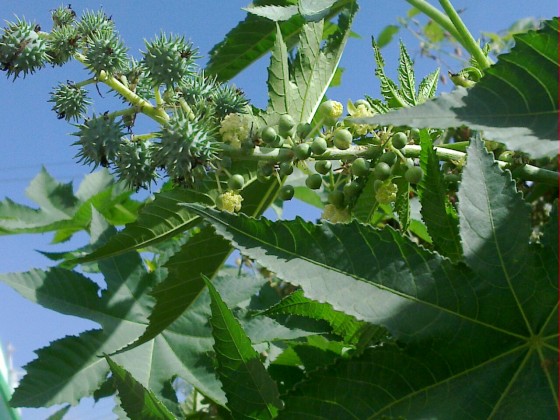 Ricinus