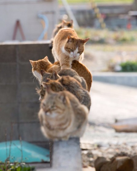 Mačke na ogradi