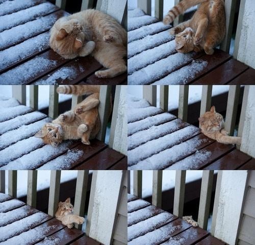 Mačka pada s balkona