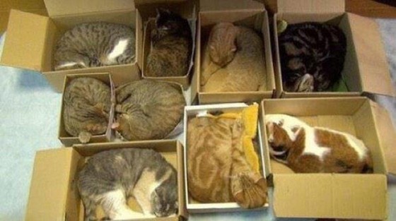 Mačke u kutijama
