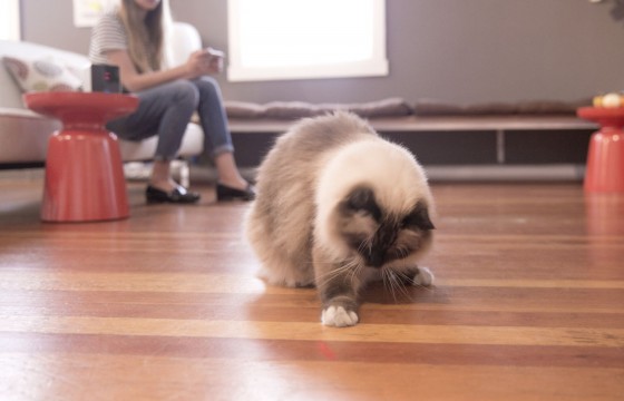 Petcube laser
