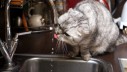 Pije li vaša mačka dovoljno tekućine?