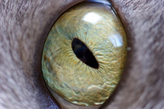 Mačje oko