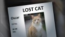 Automatiziranim pozivima do pronalaska nestale mačke