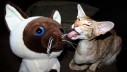 Iznenađenje – mačke imaju mnogo okusnih receptora za gorku hranu