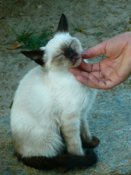 Maženje mačke