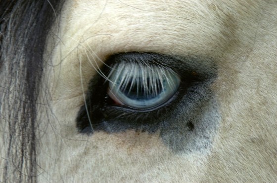 Oko od konja