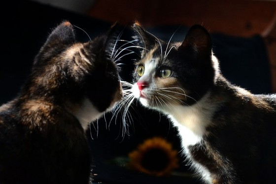 Mačka i ogledalo