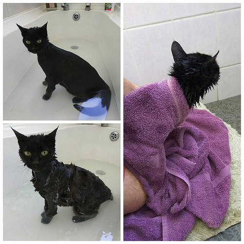 cat shampoo photo