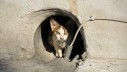 Podržimo peticiju za hranilište i stacionar za bolesne ulične mačke