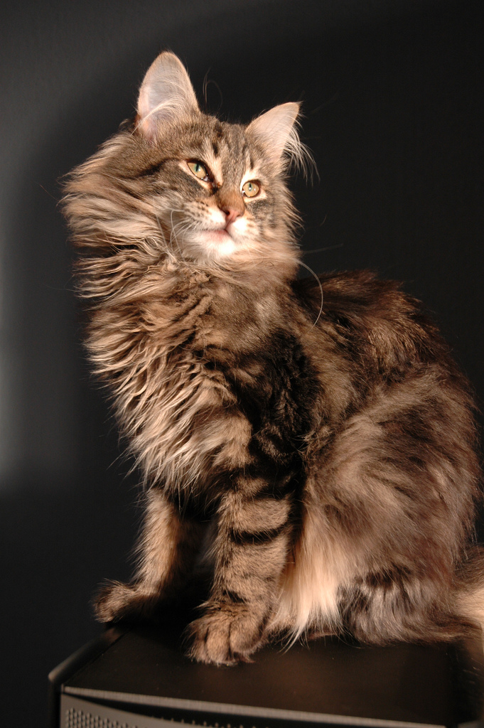 norwegian forest cat photo