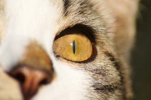 cat eye photo