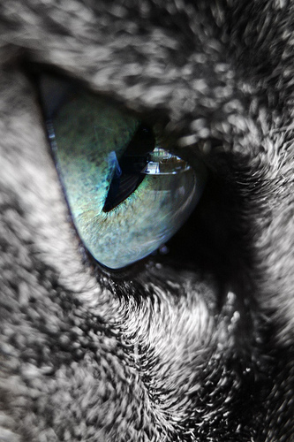 cat eye photo