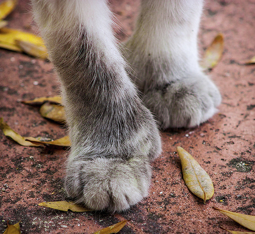 cat foot photo