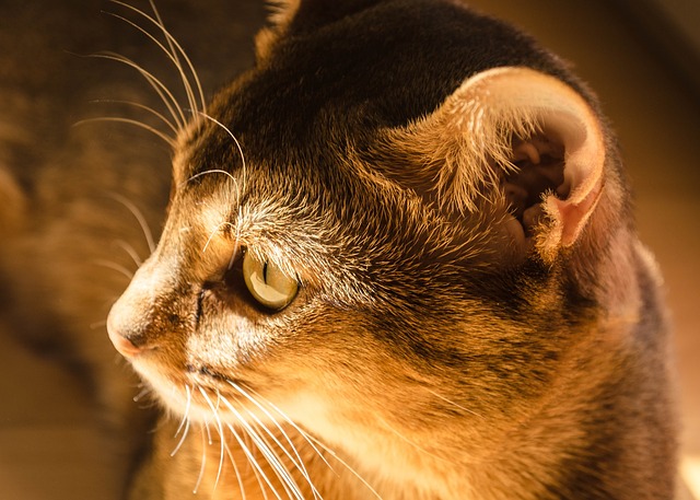 cat ear photo