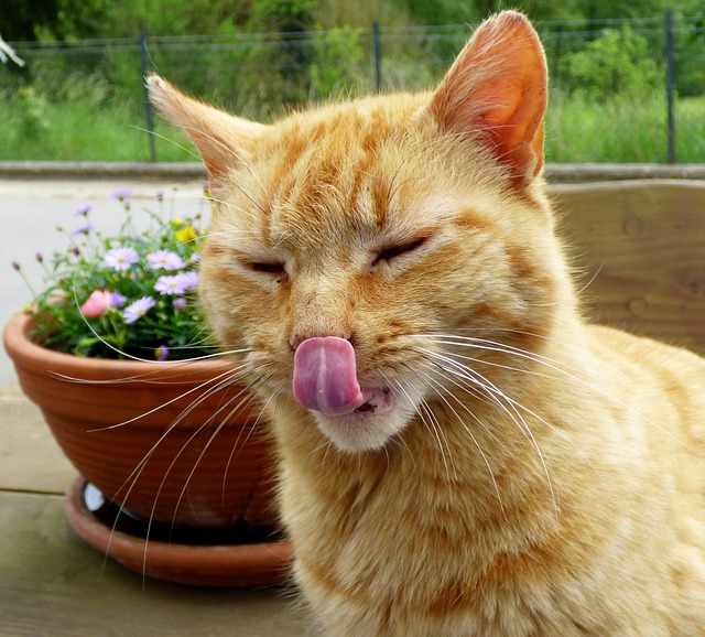 cat lick photo