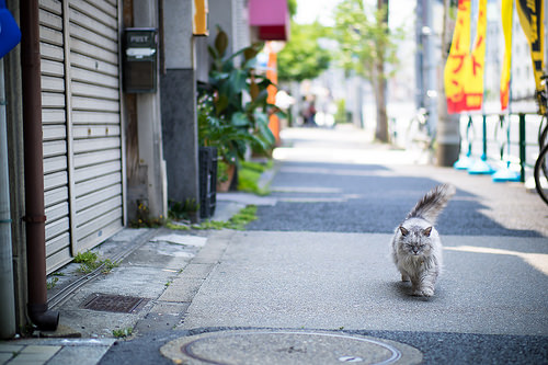 lost cat photo