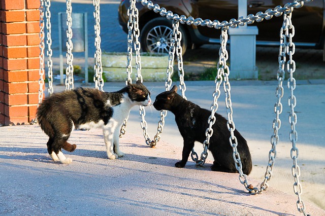 street cat photo