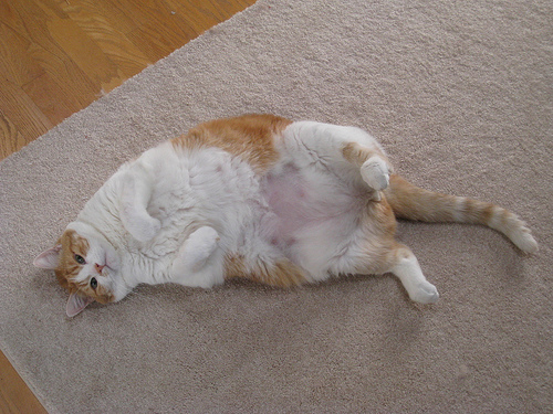 fat cat photo