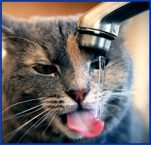 thirsty cat photo