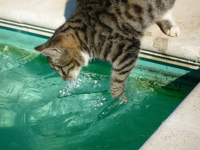 cat water photo