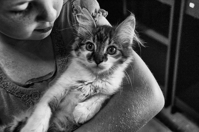 cat child photo