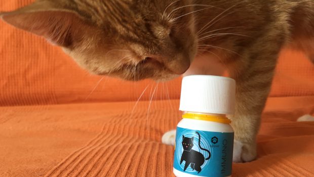 Apipet – Prvi propolis u svijetu prilagođen za mačke