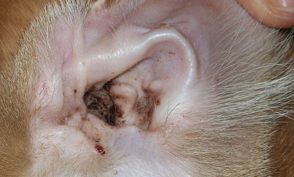 Šugarci – ušni nametnici