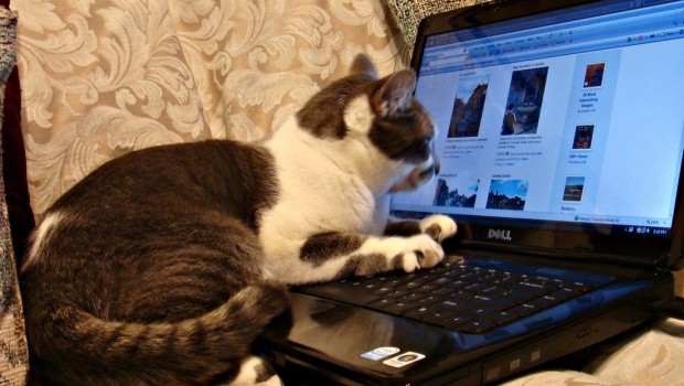 Mačke imaju aktivan život na društvenim mrežama