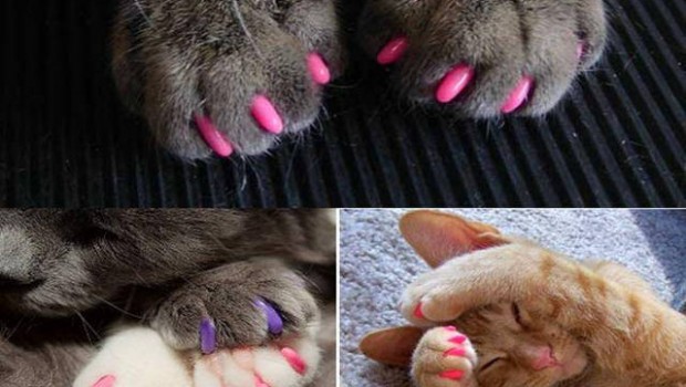 Hit – umjetni nokti za mačke!