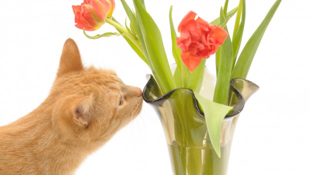 Otrovne sobne biljke – opasnost za vašu mačku