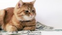 Mačke u poslovnom potezu najveće ruske banke
