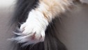 Kako podrezati nokte vašoj mački – i preživjeti!