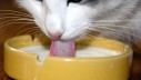 Zašto mlijeko nije dobra hrana za mačke?