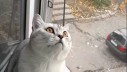 Fokusirana mačka