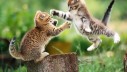 Spriječite borbe među mačkama