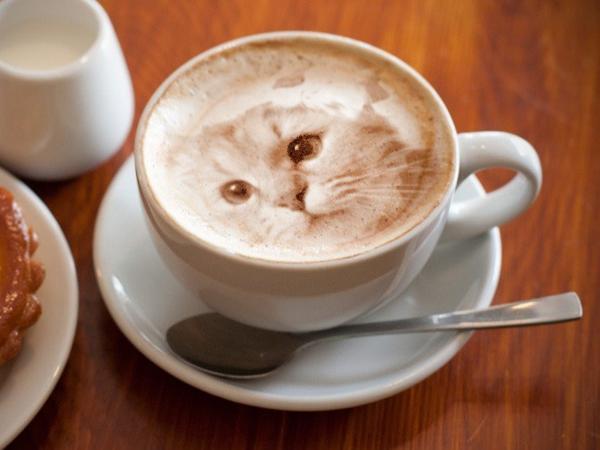 Mačka u šalici kave