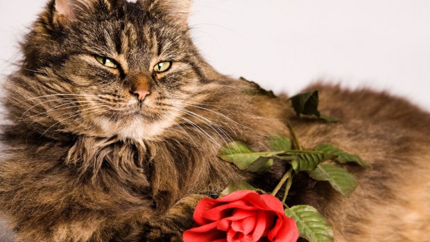 Maine Coon