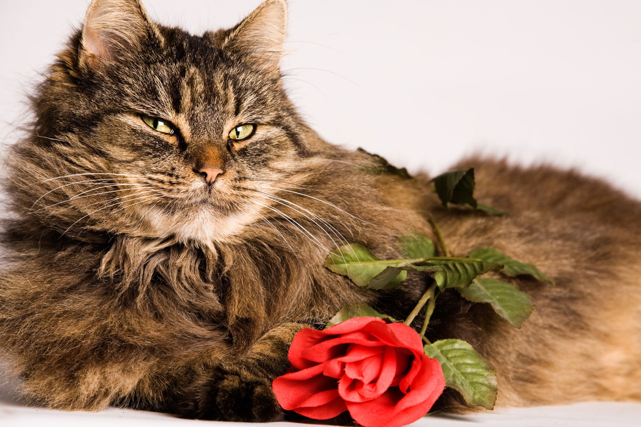 Maine Coon