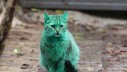 Zelena mačka? Da, u Bugarskoj!