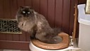 Trebate li mačku naučiti da koristi vaš toalet?