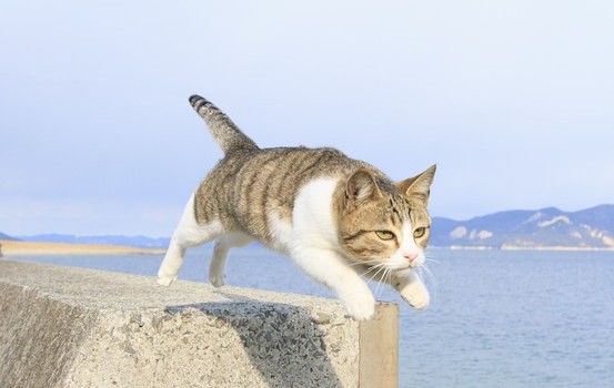 Izlazi foto knjiga s letećim – mačkama!