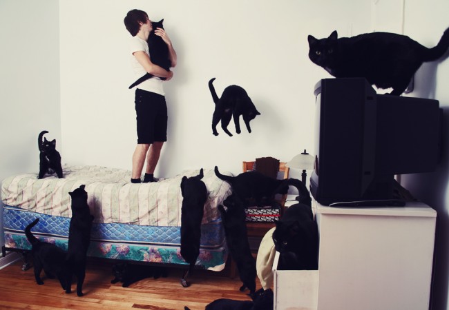 Crazy Cat Lovers